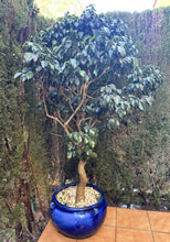 Cargar imagen en el visor de la galería, 1082 - Tree+ pot (195cm tall)
