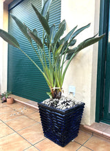 Cargar imagen en el visor de la galería, 1085 - Plant + pot (145cm tall)
