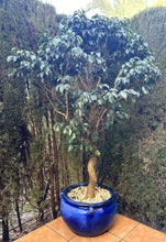 Cargar imagen en el visor de la galería, 1082 - Tree+ pot (195cm tall)
