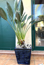 Cargar imagen en el visor de la galería, 1085 - Plant + pot (145cm tall)
